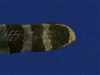 黃唇青斑海蛇藏品圖，第9張